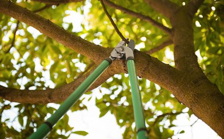 Tree Thinning: The Smart Way to Grow Stronger, Healthier Forests