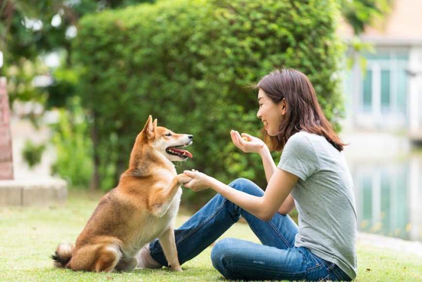 The Bark Busters Approach: Dog Training Services LA Pet Parents Trust