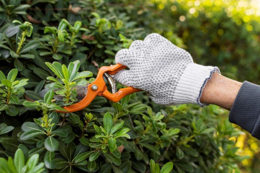 Tree Pruning: The Ultimate Guide to Healthier, Happier Trees